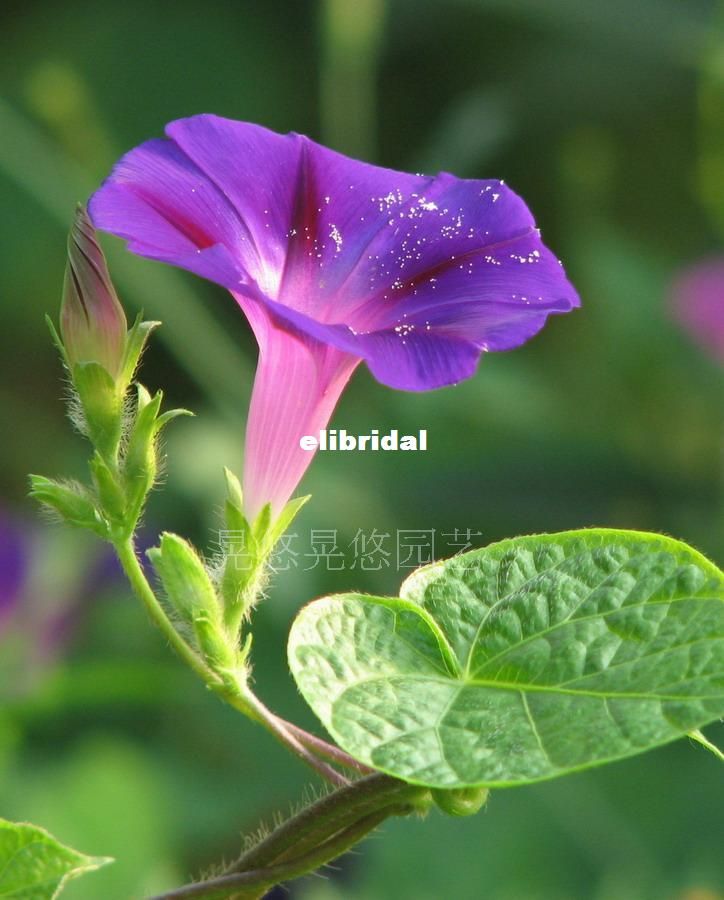 21 Sexy Blue Morning Glory Flower Seeds Creepers Petunia Seeds Memory Copies 0seedsfrom Elibridal 6 04 Dhgate Com 21 Sexy Blue Morning Glory Flower Seeds Creepers Petunia Seeds Memory Copies 0seedsfrom Elibridal 6 04 Dhgate Com