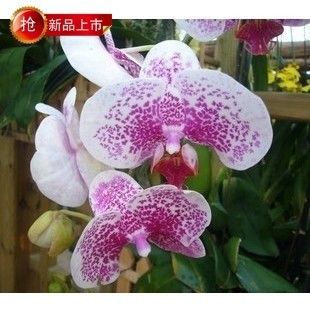 Mini gardens Free shipping phalaenopsis saplings bonsai flowers multicolor Phalaenopsis cattleyaButterfly orchid