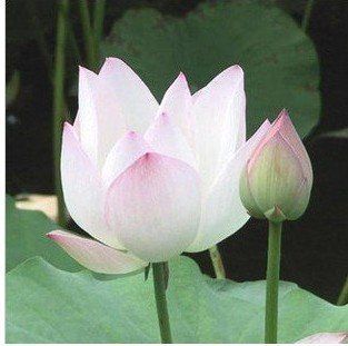 20 Stück / Lotus Blume / Lotussamen / Wassergartenpflanzen / lehren Sie, wie Sie Lotus-Blume / freies Verschiffen pflanzen