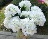 Kunstzijde Silk Hydrangea Bloemen Simulatie Hydrangeas 7 Stelen per Bush voor Woondecoratie Bruiloft Centerpieces Bloem