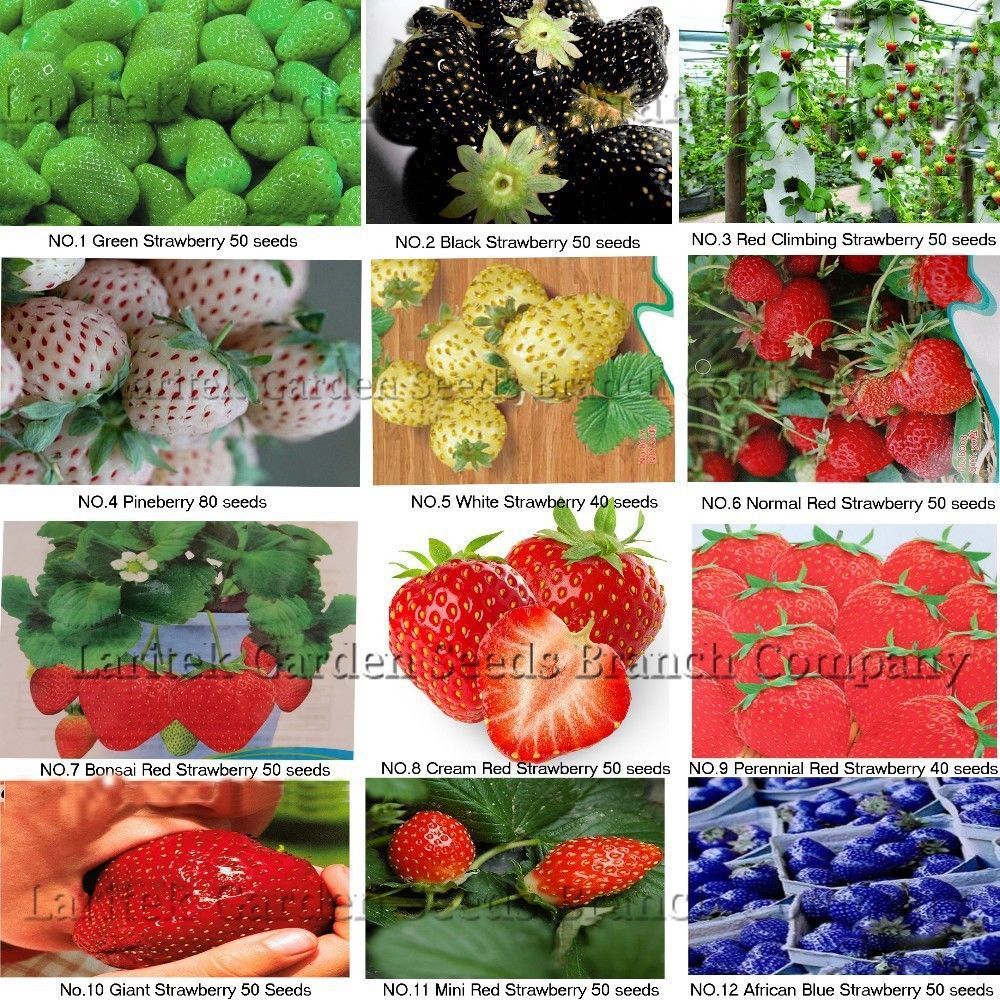 

1000 seeds vegetable seeds fruit seeds 12 KINDS OF DIFFERENT STRABERRY SEEDS Mix 1000SEEDS balcony plants, garden planting, potted plants