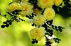 Free Shipping 50 pcs yellow climbing vines rose, great garden flower seeds Patio Lawn Garden plants bonsai