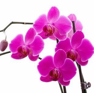 Hot selling 30pcs Bonsai balcony flower butterfly orchid,Moth Orchid seeds multicolor free shipping