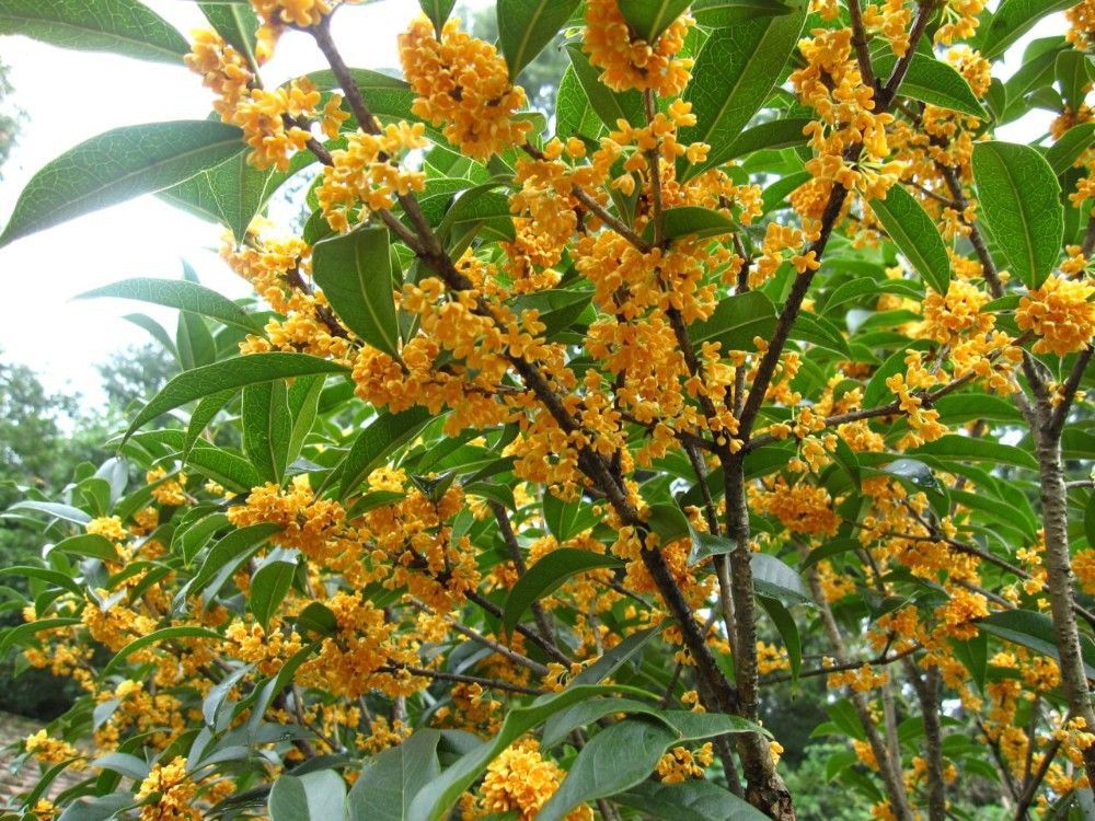 

100pcs/bag hot selling Sweet-scented osmanthus seed for DIY home garden Free shipping