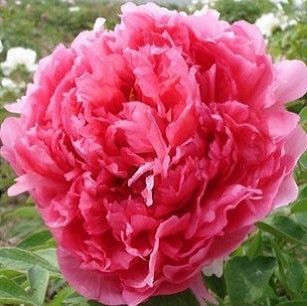 50pcs / lot Potted flower seeds red Peony Species peony seeds Potted tree peony Free shipping