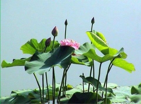 

Free shipping high quality Lotus seed Easy to grow purple flower seed