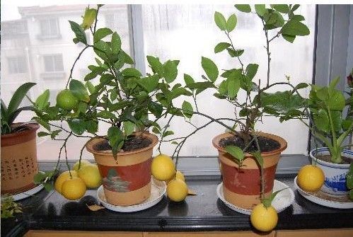 Bonsai Lemon Tree Seeds High survival Rate Fruit Tree Seeds For Home Gatden Backyard (20Pieces)