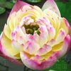 Lotus Seeds - Four Color Blue Pink Gold White ,4 Pack Each Pack 10 Seeds Total 40 Flowers Seeds
