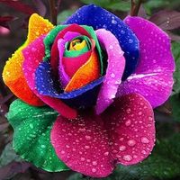 200 Bei semi della Rosa dell'arcobaleno semi Rose semi fiore della Rosa Multi-Colored