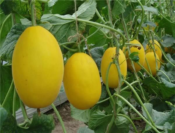 

Sweet Yellow Melon Fruit Seeds, 95% Germination, 100 seeds DIY home seeds