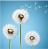 1pack 200pcs/pack dandelion seed flower seeds tree Free shipping japanese