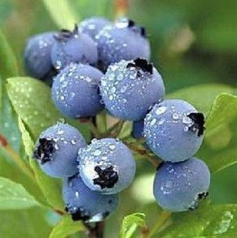 

AMERICAN BLUEBERRY Seeds, 95%+Germination , (100 BLUEBERRY Seeds) A++