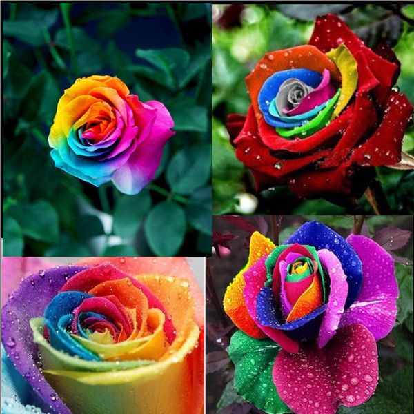 2021 YY Farm 400 Seeds 4 Kinds Of Rare Holland Rainbow Rose Seed Flower ...