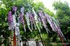 2017 Hot Sale Silk Flower Artificial Flower Wisteria Vine Rattan för Alla hjärtans dag Hem Garden Hotell Bröllopsdekoration