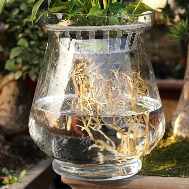 Hydroponic Glass Vase Clear Glass Pots Large Pots Of Hyacinth Vases Scindapsus Large Vase Insert Uk 2019 From Linco812 Gbp 464 33 Dhgate Uk