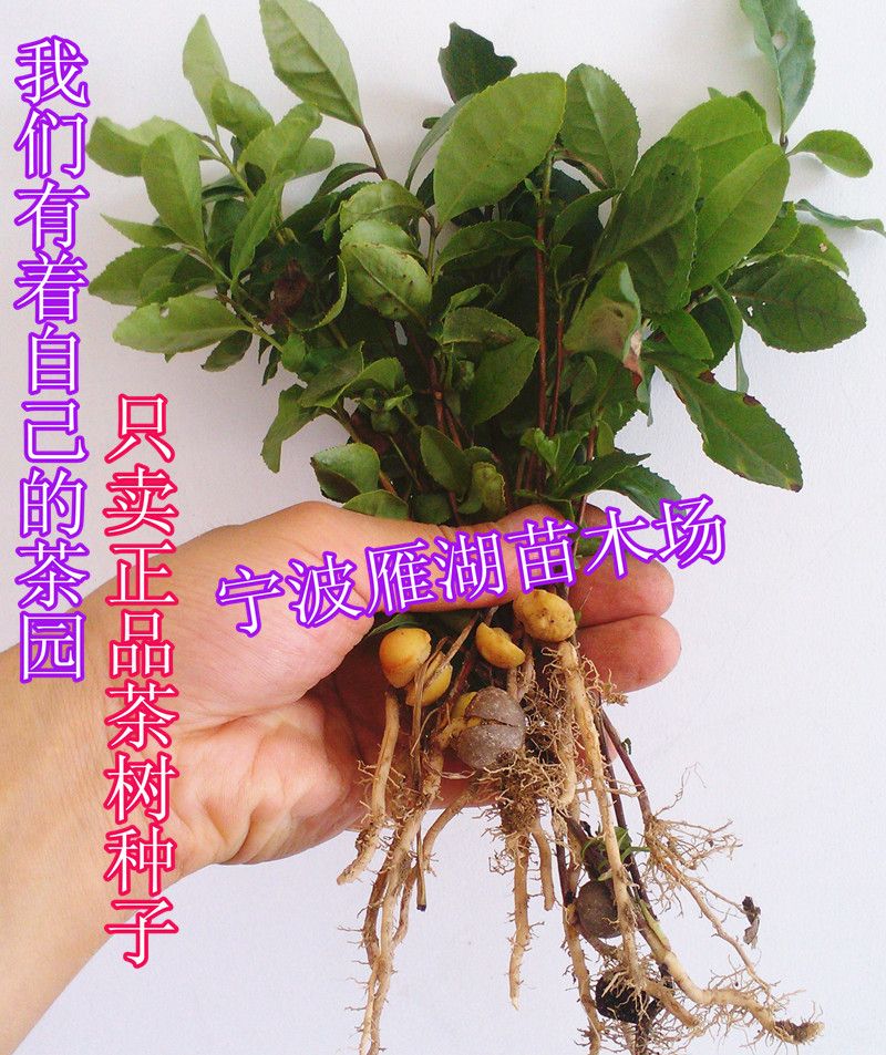 

Hot selling 50pcs Chinese longjing Green Tea Tree seeds Dragon Well tea bonsai plant DIY home garden free shipping