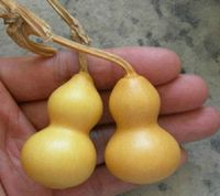 15 Pcs high survival rates American mini hand twist gourd seeds ,plant seeds.Suitable for play and enjoy