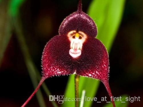 Semillas de orquídeas de mono de Perú en maceta calientes Dracula simia  Semillas de flores de