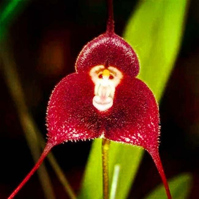vasos de flores plantadores lindas orquídeas cara de macaco sementes  múltiplas variedades Bonsai planta sementes para