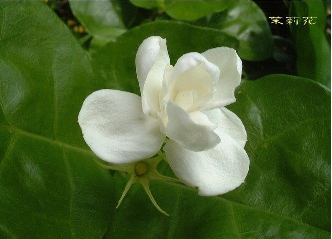 Branca de Arabian JASMIM Gardenia jasminoides Gardênia, jasmim do Cabo  Sementes de Flores