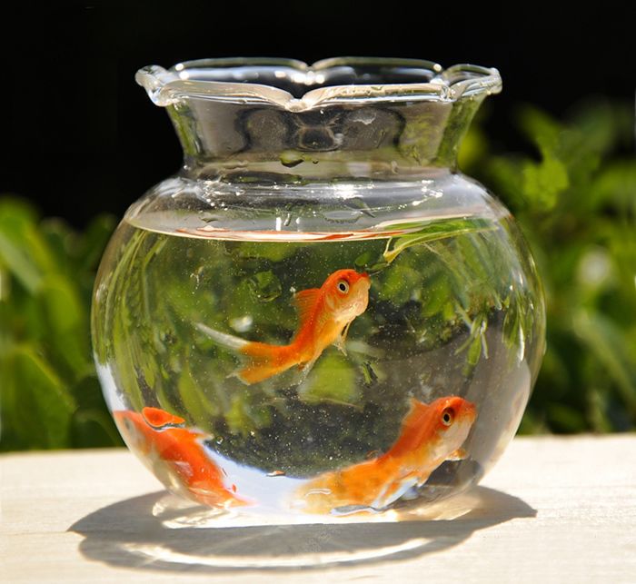 How To Decorate Fish Bowl Awesome Classical Dia 8Cm Glass Vase Fish Bowl Fish Jar Fish Tank Inspiration Design How To Decorate Fish Bowl Unique Classical Dia 8Cm Glass Vase Fish Bowl Fish Jar Fish Tank Design Ideas