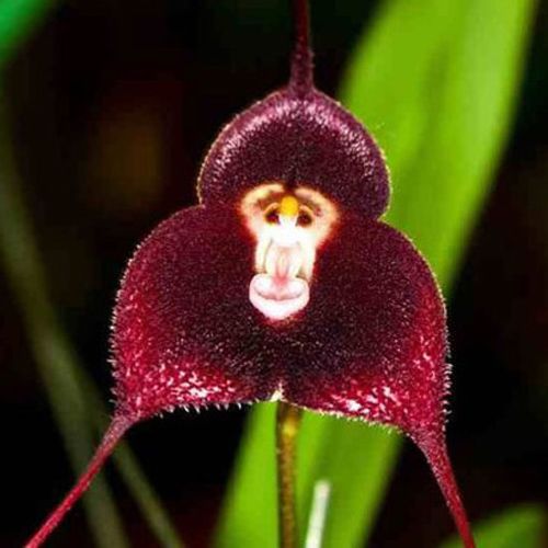 10pcs Orchidee Blumen Samen Saatgut gemischt Monkey Face Affe Gesichtb PR s 