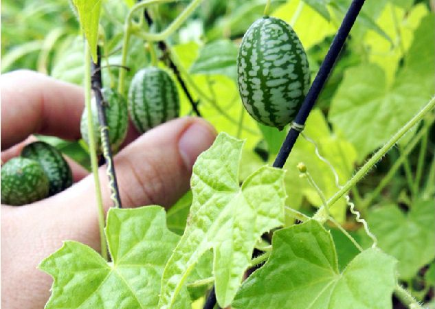 5 graines végétales Mini Concombre Peiper Keno Melothria Scabra-Souris Melon graines Mexicaine Sour Gherkin-Rare Heirloom Livraison Gratuite 