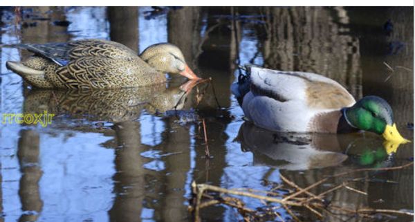 2020 Avery Greenhead Gear Ghg January Mallard Pg Surface Feeder