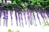 2014 vente chaude soie fleur artificielle Wisteria vigne rotin pour la Saint-Valentin maison jardin hôtel décoration de mariage