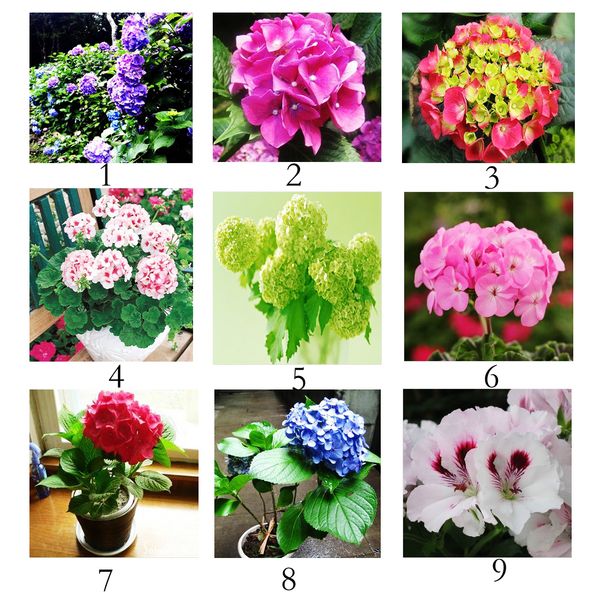 

22 Colors High Germination Geranium Seeds Pelargonium Flower Bulk Seeds for Planting Beautiful Seeds 500pcs/lot RY1464