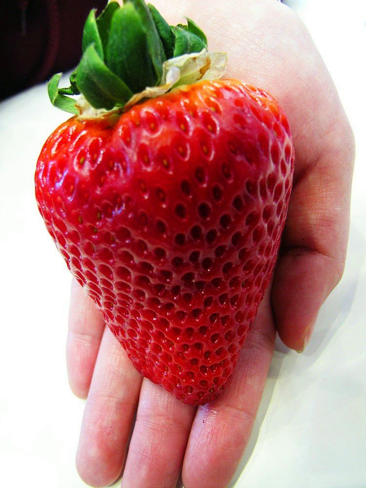 

Wholesale - Super big strawberries seeds,300seeds flower seed,garden supply, perfume bonsai,home & garden,home decor