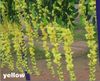 100 cm lange simulatie kunstmatige zijde bloemen mooie wisteria bloemen wijnstok verjaardag kerst bruiloft decoratie