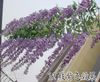 100 cm lange künstliche Seidenblumen, schöne Glyzinien-Blumen, Weinrebe, Geburtstag, Weihnachten, Hochzeit, Party-Dekoration