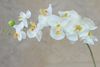 Hurtownie (10 sztuk / partia) Sztuczne Fake Phalaenopsis Motyl Orchidea Kwiaty Cymbidium Dostawy Jedwabne kwiaty na dekoracje ślubne