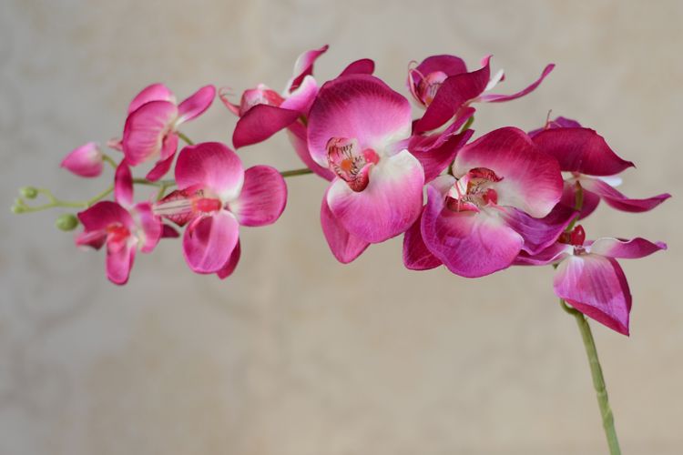 Partihandel 10st/parti Artificial Fake Phalaenopsis Butterfly Orchid Flowers Cymbidium levererar Silkblommor för bröllopsdekorationer