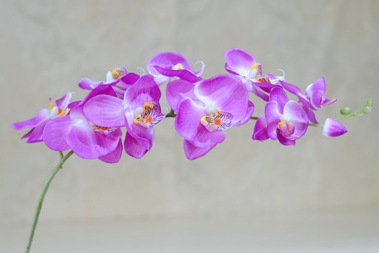 全部lot人工偽のファラエノプシス蝶蘭の花シンビジウムサプライは、結婚式の装飾用シルクフラワー4512166