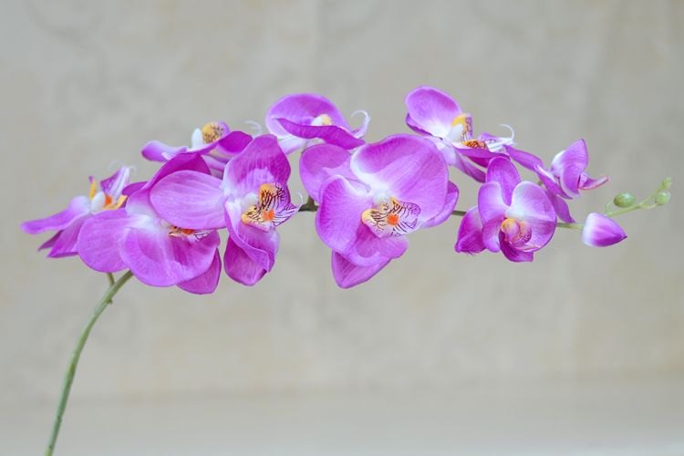 Partihandel 10st/parti Artificial Fake Phalaenopsis Butterfly Orchid Flowers Cymbidium levererar Silkblommor för bröllopsdekorationer