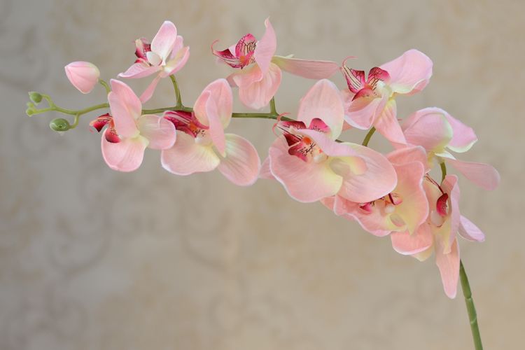 Partihandel 10st/parti Artificial Fake Phalaenopsis Butterfly Orchid Flowers Cymbidium levererar Silkblommor för bröllopsdekorationer