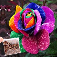 Piante perenni Fiorite le Rose 500 Pz Semi della Rosa Arcobaleno di Colori SV003023