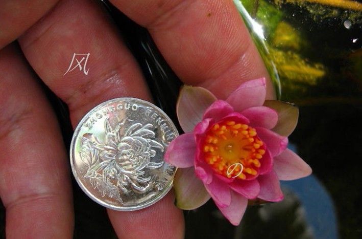 Bowl lotus seed