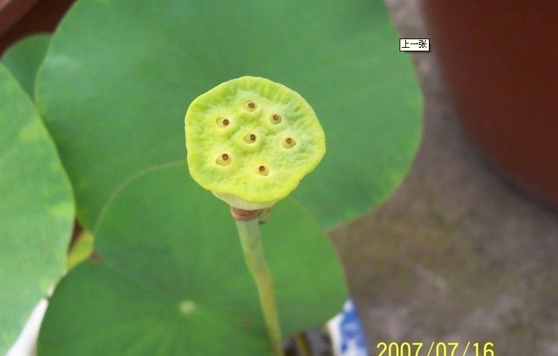 Bowl lotus seed