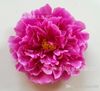 Venta al por mayor - Envío gratis 17 cm DIY flores de peonía de simulación, cabezas de flores artificiales