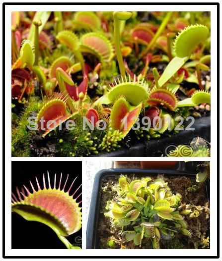 Acquista Spedizione Gratuita 1000 Dionea Muscipula Gigante Clip Venus Acchiappamosche Semi Bonsai Pianta Carnivora Semi A 24 39 Dal Soler2 Dhgate Com