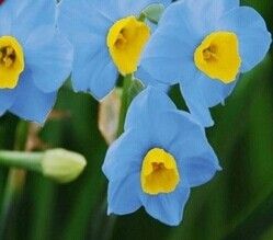 5pcs beaucoup narcisse fleur bulbe soir bleu foncé