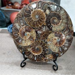 Plaque de tranche de fossile d'ammonite Natura Shell a Compassl MADAGASCAR FOSSIL SPECIMEN HEALING décoration 201125