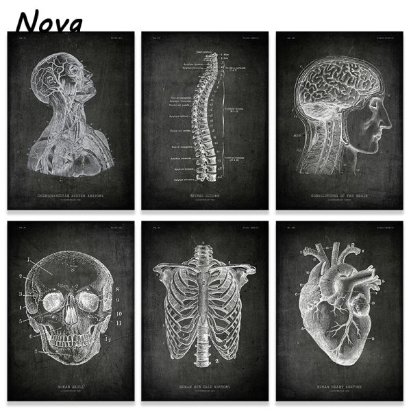 Anatomie Chalkboard Affiche toile imprimés corpores coeur coeur foot dessin vintage home room art murmor peinture