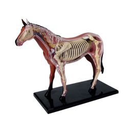 Anatomía Animal Anatomía Modelo 4D Inteligencia de caballos Ensambla