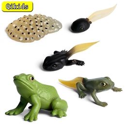 Anime manga simulatie dier insecten mariene leven model actie mini kikker groeicyclus dier pvc speelgoed figuren leermateriaal kind baby cadeau 220923