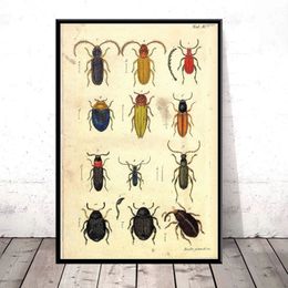 Antieke kever Vintage Variety of Insects Science Chart Beetle Beetle Bees Art Canvas Painting Poster Wall Home Decor Obrazy Plakat