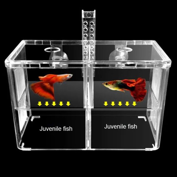 Aquariums Aquarium accessoires de poisson acrylique reproduction d'isolement Isolement Pish Tank Aquarium éleveur doubles guppies éclos